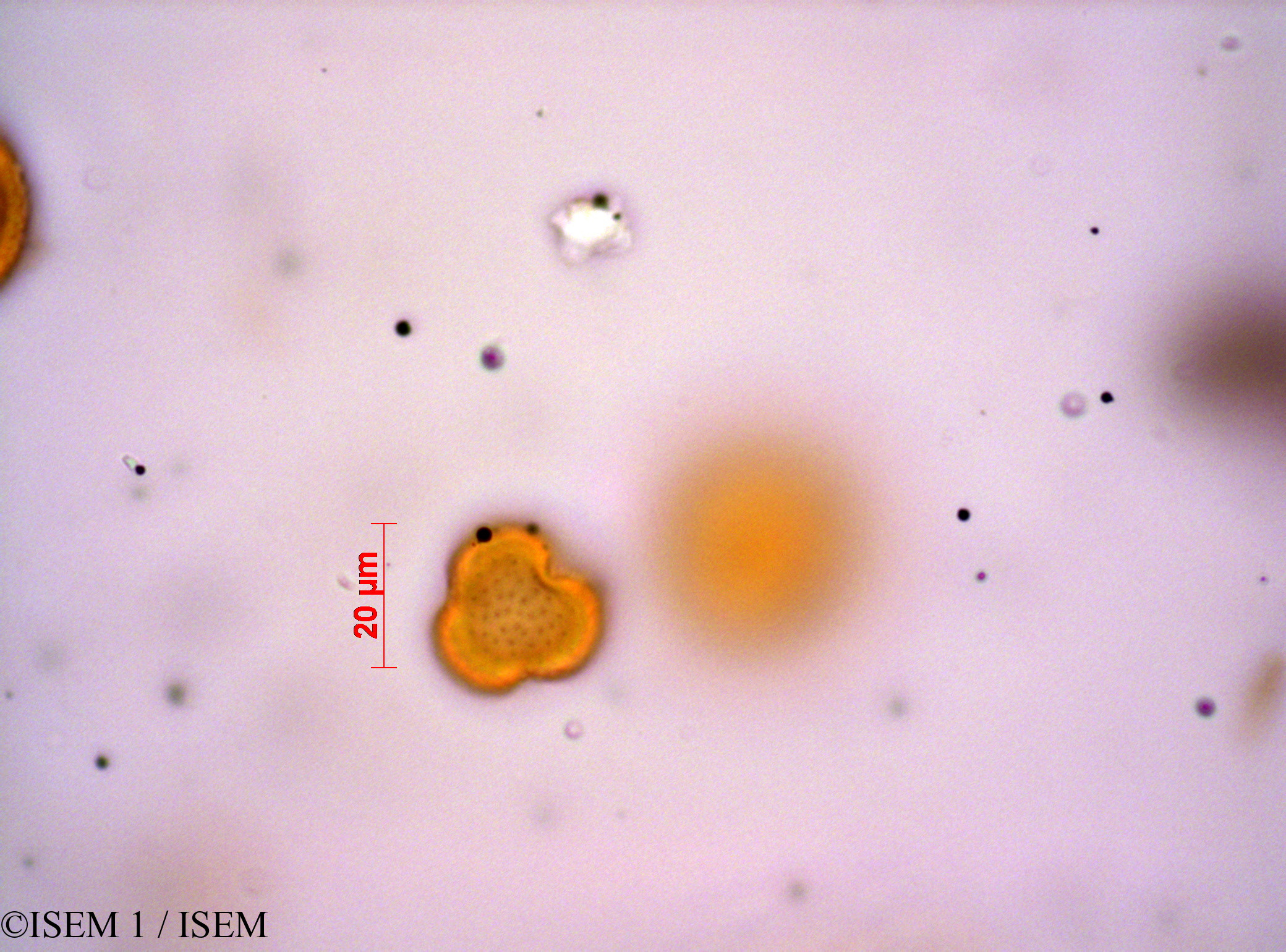 ISEM 1/Stoebe_kilimandscharica_21687/Stoebe_kilimandscharica_21687_0003(copy).jpg